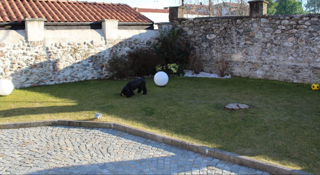 prato vero, verde design progettazione giardini terrazzi spazi area verdedesign.it, cane nero, muretto a secco